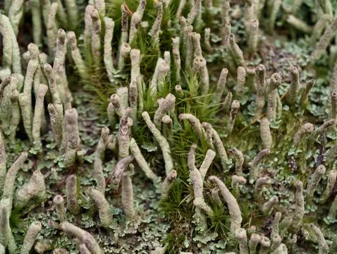 Fine algae extending through moist foliage, thin lichens reach into surrounding Stock Photos