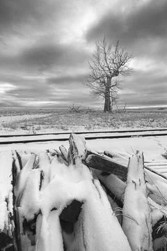 Fine art B&amp;W of bare tree in snowy field. Stock Photos