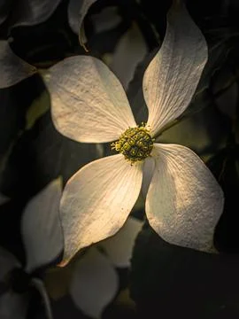 Fine art close up of Cornus kousa flower in dramatic light Foto stock