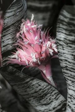 Fine art image of silver vase flower. Stock Photos