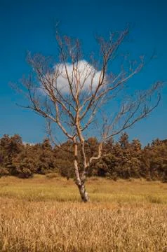Fine art tree /  Trees without leaves but there is a cloud of leafy trees Stock Photos