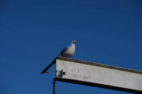A fine balancing act Stock Photos