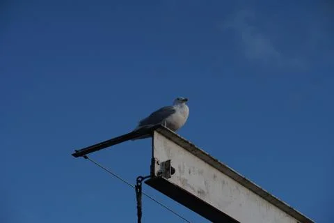 A fine balancing act Stock Photos
