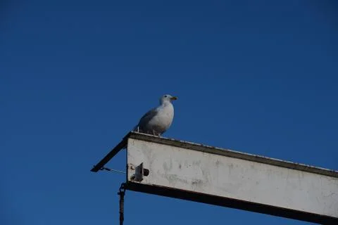 A fine balancing act Stock Photos