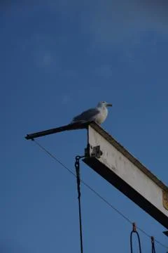 A fine balancing act Stock Photos