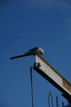 A fine balancing act Stock Photos