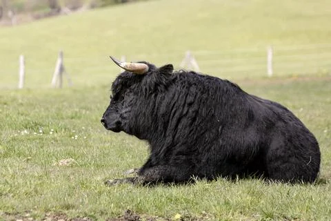 A fine bull Stock Photos