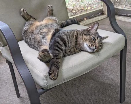 This Is Fine: Cat Edition Fotos de archivo