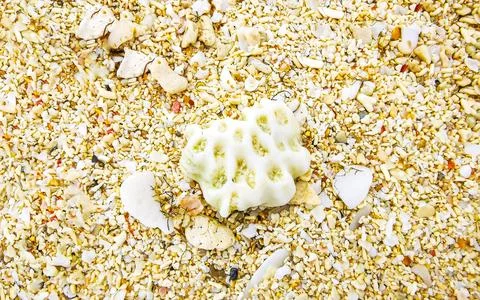 Fine coral and shell particles on tropical beach sand Cozumel Mexico. Stockfoto's