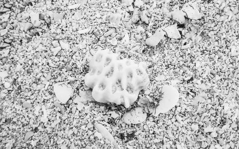 Fine coral and shell particles on tropical beach sand Cozumel Mexico. Foto stock