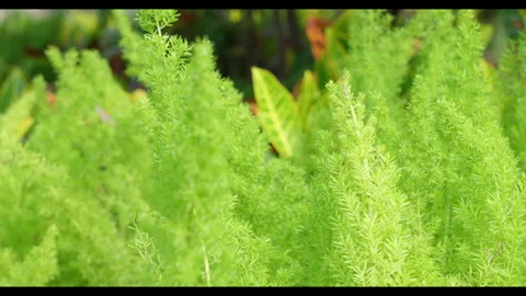 Fine Green Foliage Moving in Light Wind Stock Footage 331298613