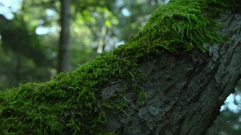 Fine green moss growing on tree in forest. Natural ecology environment Stock Footage 267042177