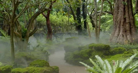 Fine mist spraying through a garden, adding moisture and enhancing. Stock Footage 320318617