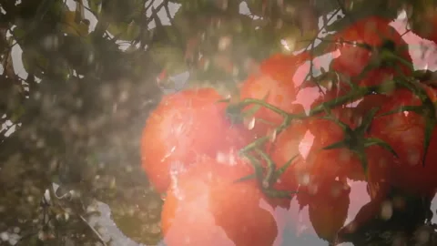 Fine mist starting water droplets showering ripe red tomatoes hanging on vine Stock Footage 311500677