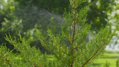 Fine mist of water spraying over the branches of a young coniferous yard tree. Stock Footage 337455616
