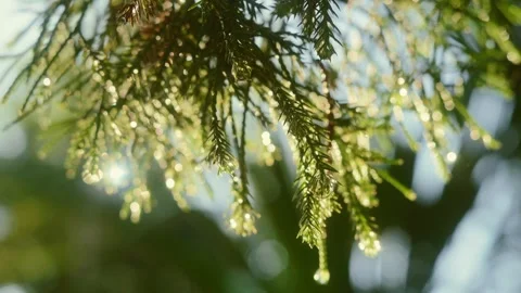 Fine needle-like conifer branches covered with sparkling morning dew, glowi.. Stock Footage 346738956