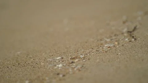 Fine sand with grains of shells close-up Stock Photos