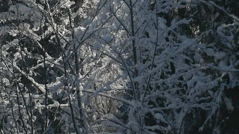 Fine Snow falling from trees as it melts Stock Footage 122114887