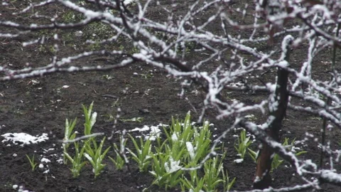 Fine snow falls on tree branches and growing green plants Stock Footage 129496485
