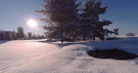 Fine spruce standing in a field covered with snow Stock Footage 131560682