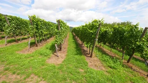 Fine straight rows of green vine plants at sunny summer day, camera move along Stock Footage 147953812