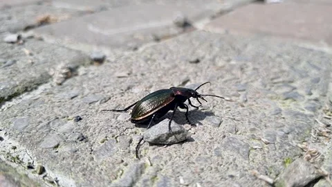 Fine striped ground beetle crawls on the ground Stock Footage 274850576