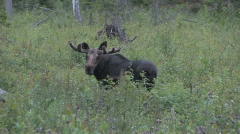 Fine Swedish moose standing in a forest and eat Stock Footage 59748548