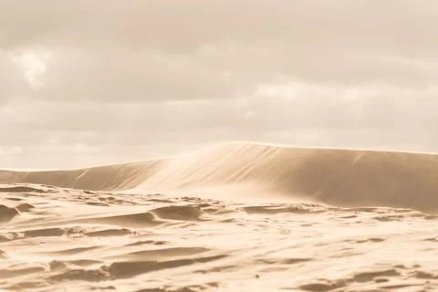 Fine texture and lines of sandy dunes in a desert. Stock Photos