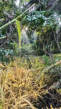 Fine thread line cobweb Fotos de archivo