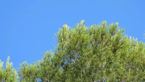 Fine tree branches are moving in the wind at sunny day. Low angle view with blue Vídeo Stock 132158009
