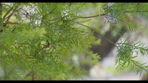 Fine Tree Foliage Moving in Gentle Breeze Stock Footage 331294571