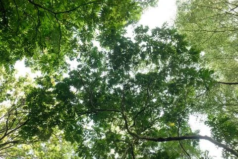 Fine Tropical Canopy Pattern with Leaf Shadows Against Sky. Foto stock
