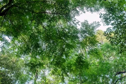 Fine Tropical Leaf Canopy Pattern with Natural Sky Light Stock Photos