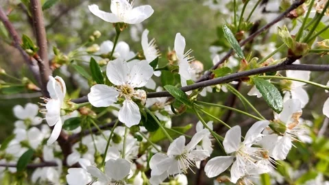 Fine twig of blossoming cherry in the sun, swaying in the wind, close-up Stock Footage 189323417