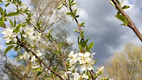 Fine twig of blossoming cherry in the sun, swaying in the wind, close-up Stock Footage 189323732