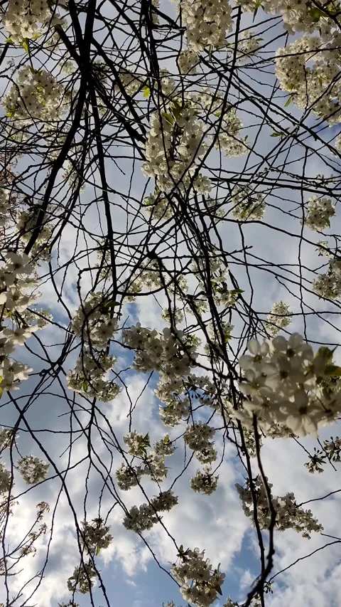 Fine twig of blossoming cherry in the sun, swaying in the wind, close-up Stock Footage 189324014