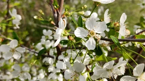 Fine twig of blossoming cherry in the sun, swaying in the wind, close-up Stock-Footage 191262637