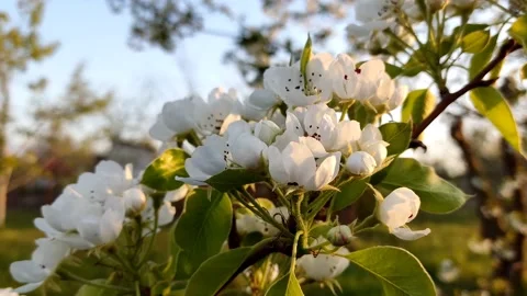 Fine twig of a blossoming pear in the evening sun, swaying in the wind, close-up Stock-Footage 192166310