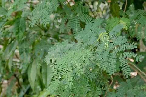 Fine twig with tightly packed small leaves in tropical forest Stock Photos