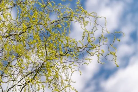 Fine twigs against soft cloud backdrop, sparse composition with airy negative Stock Photos