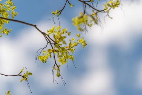 Fine twigs and tiny catkins, cool palette and minimal composition, soft cloud Stock Photos
