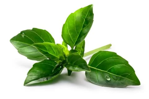 Fine verde basil, clipping paths 스톡 사진