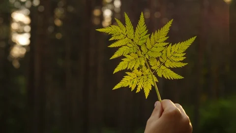 Finely sharped fern leaf against blurred forest Stock Footage 90987569