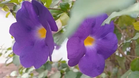 Finely structured flowers Stock Footage 319973977