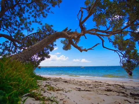 Fingal Bay - Tree View Stock Photos