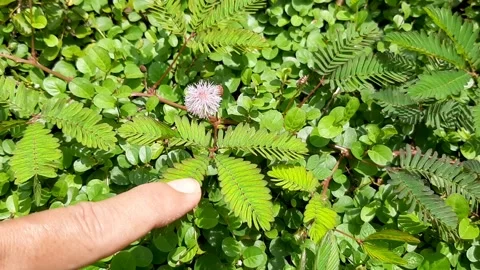 Finger and Flower Video stock 237523846