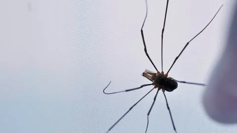 Finger approaching a harvestman spider resting on mosquito net Stock Footage 314578024