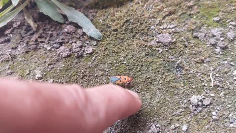 A Finger Approaching Insect Video stock 290169155