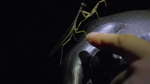 Finger attempts to touch praying mantis on gloved hand black background Stock-Footage 219590815