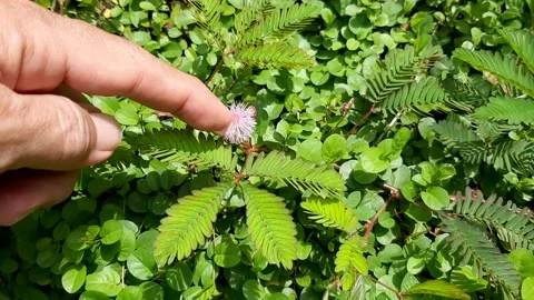 Finger on Flower Stock Footage 237523859
